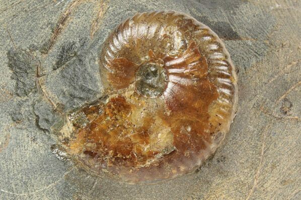 Cretaceous Fossil Ammonite (Jeletzkytes) - South Dakota #189332